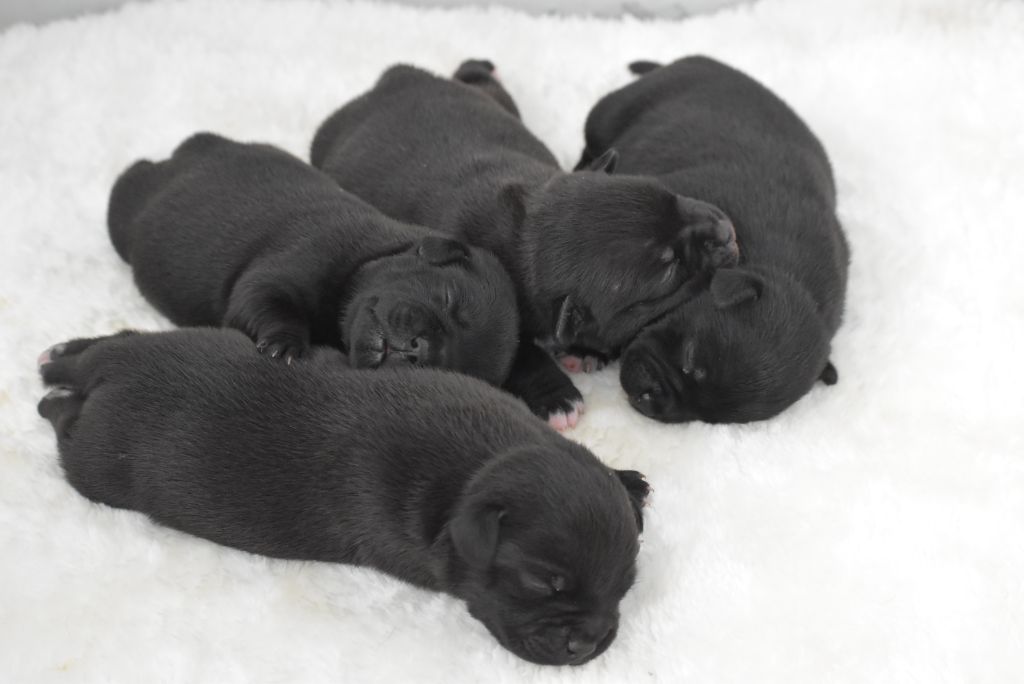 De La Ronce Des Hautures - Chiots disponibles - Staffordshire Bull Terrier
