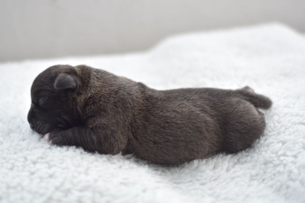 De La Ronce Des Hautures - Chiots disponibles - Staffordshire Bull Terrier
