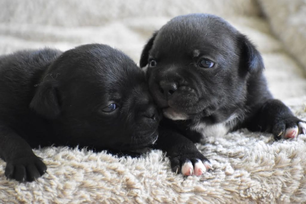 De La Ronce Des Hautures - Chiots disponibles - Staffordshire Bull Terrier