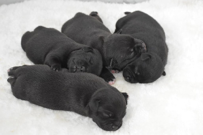 CHIOT