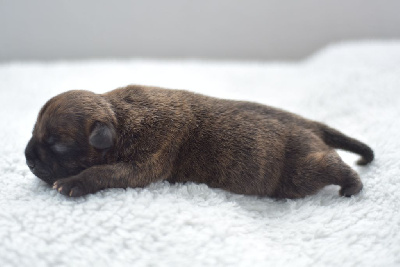 CHIOT