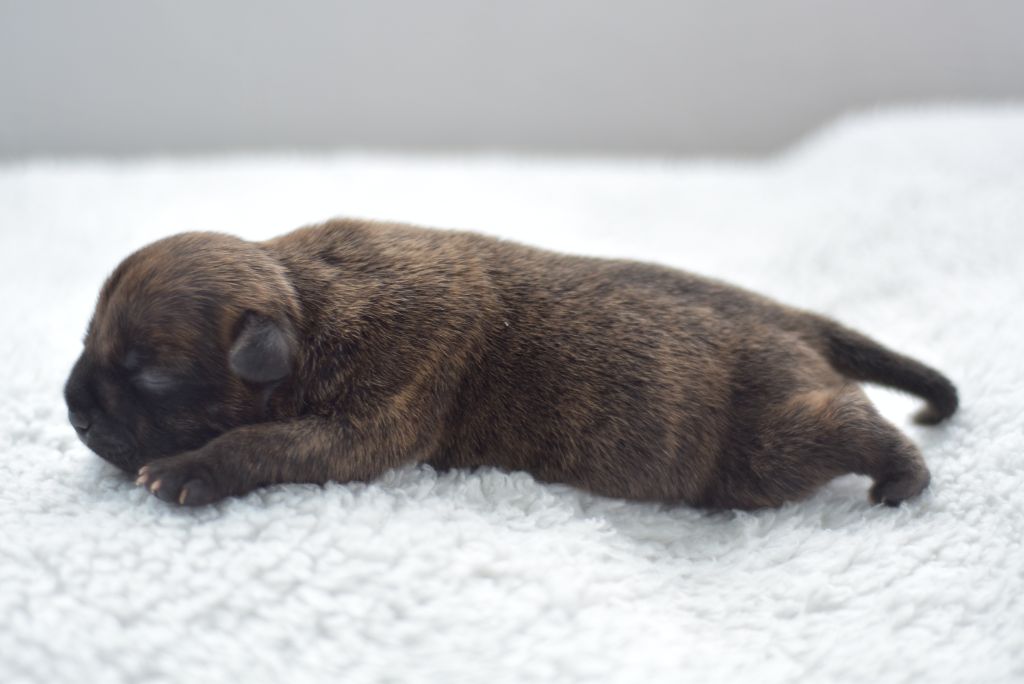 De La Ronce Des Hautures - Chiots disponibles - Staffordshire Bull Terrier